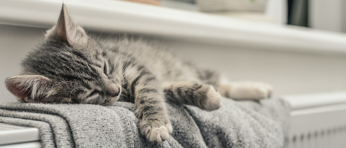 Foto: Katze schläft auf einer Heizung