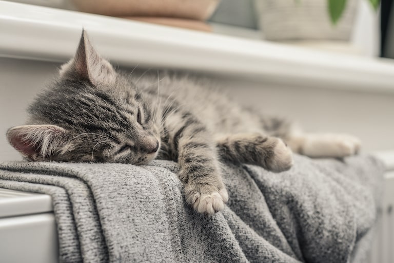 Foto: Katze schläft auf einer Heizung