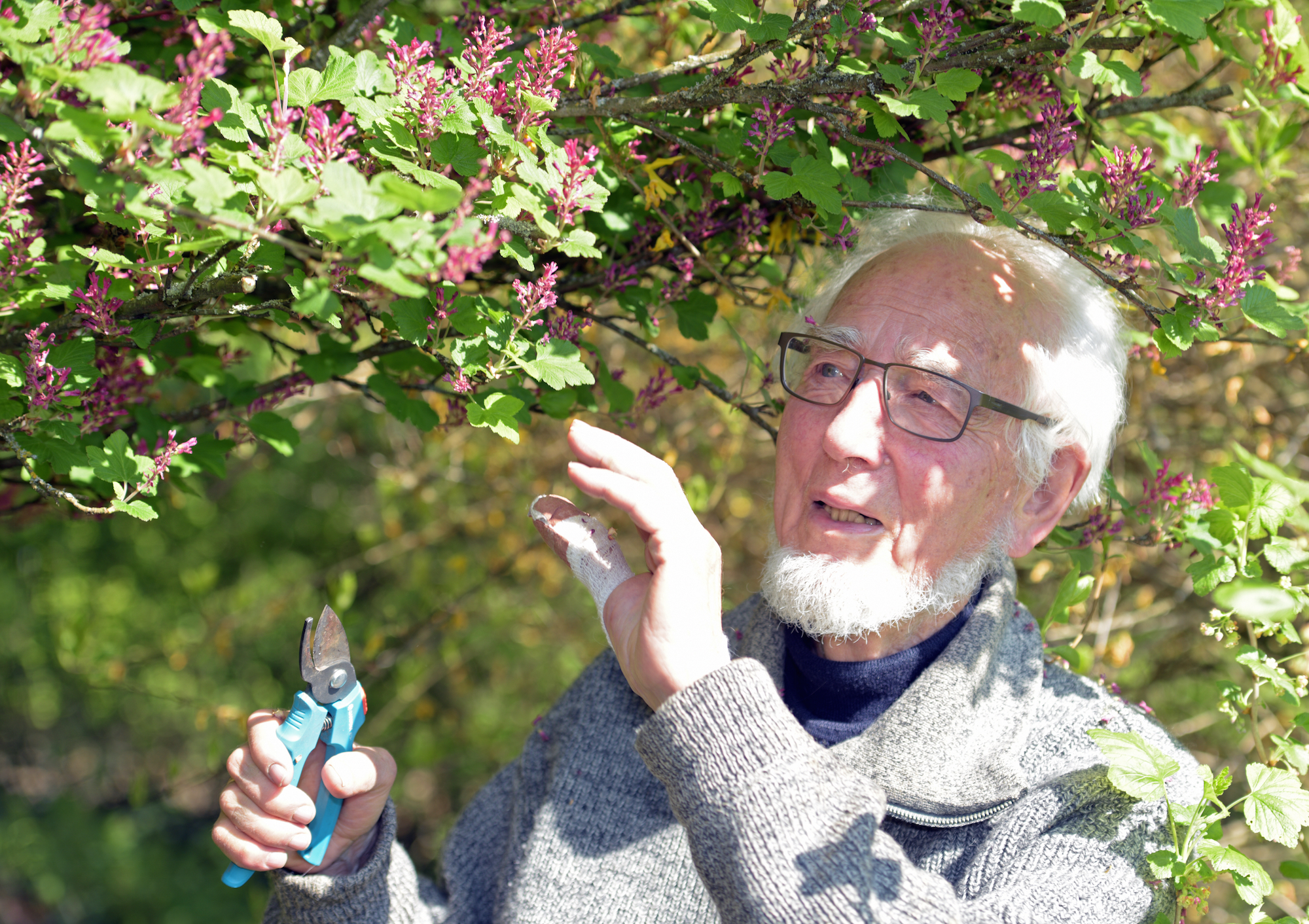 Foto: Erhard Eppler arbeitet im Mai 2016 in seinem Garten in Schwäbisch Hall (Baden-Württemberg)