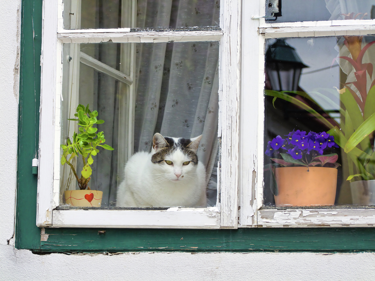 Foto: Katze im Fenster